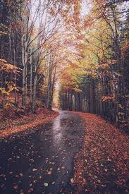 Autumn Driving